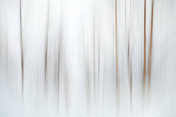 Tree Photograph - Fog by Ursula Abresch