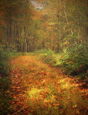 Fall Photograph - Foggy Autumn Along The Appalachian Trail by Jason Fink
