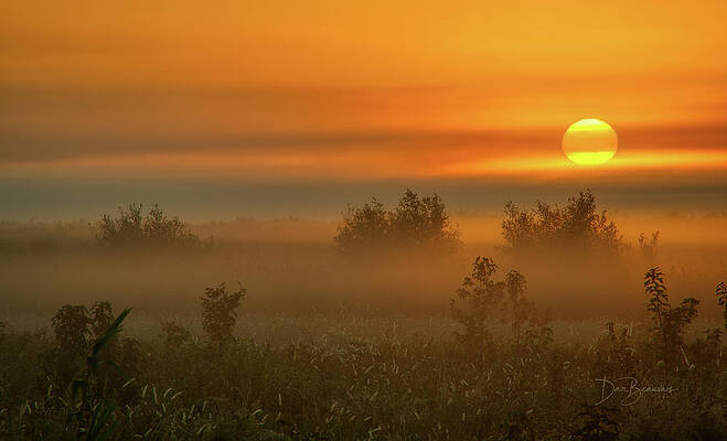 Wildlife Photograph - Foggy Coastal Plain Dawn #6885 by Dan Beauvais