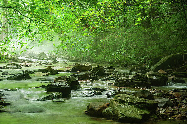 foggy creekbed by Flees Photos