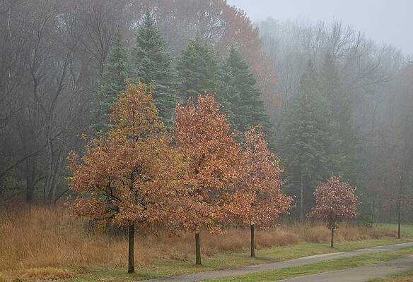 Serene Photograph - Foggy Fall_3458 by Mark Triplett