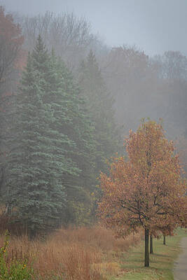 Serene Photograph - Foggy Fall_3461 by Mark Triplett
