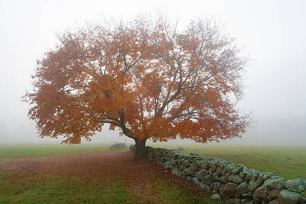 Massachusetts Wall Art featuring the photograph Foggy Meadow II by Steven David Roberts