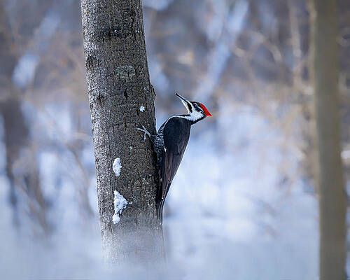Large Photograph - Foggy Morning by James Overesch