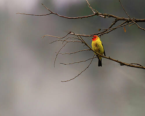 Wall Art featuring the photograph Foggy Morning by Jim E Johnson