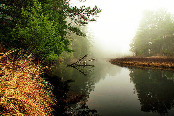 Michigan Photograph - Foggy Morning by Vi Ray