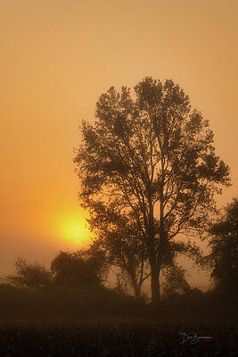 Wildlife Photograph - Foggy Pocosin Sunrise 6683 by Dan Beauvais