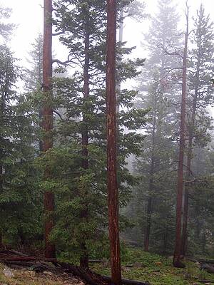 Colorado Wall Art featuring the photograph Foggy Trees by Amanda R Wright