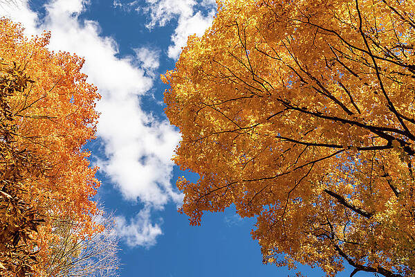 Fall Photograph - Foliage And Sky by Craig A Walker
