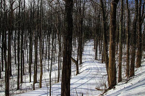 Wall Art featuring the photograph Following The Tracks by Deb Beausoleil