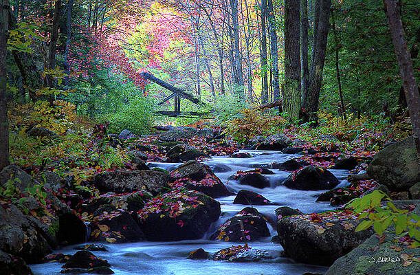 Tree Photograph - Footbridge by Jim Carlen