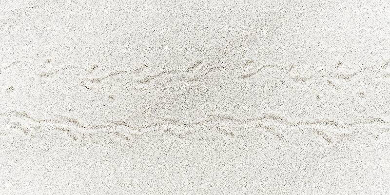 Usa Wall Art featuring the photograph Footprints In The Sand - Darkling Beetle, White Sands National Park by KJ Swan
