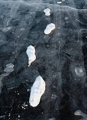 Wall Art featuring the photograph Footprints On Ice, Lake Wingra, Madison, WI by Steven Ralser