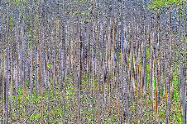 Serene Photograph - Forest Abstract by Bruce Block