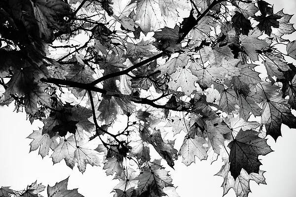 Tree Photograph - Forest Abstraction by Robert Grac