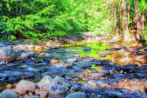 Wall Art featuring the photograph Forest Creek, North Cascades National Park by Tatiana Travelways