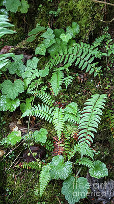 Green Photograph - Forest Ferns by D Lee