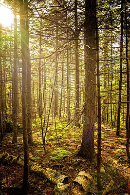 Wall Art featuring the photograph Forest Flare by Jeff Sinon