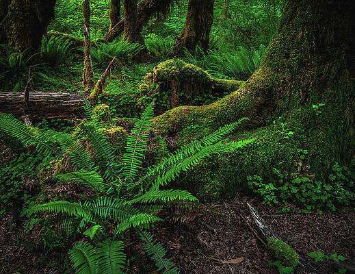 Moody Photograph - Forest Floor Ferns 2 - Hoh Rainforest, Washington State by Abbie Warnock