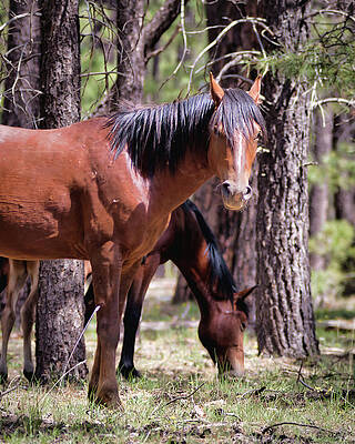 Nature Photograph - Forest Gaze by American Landscapes
