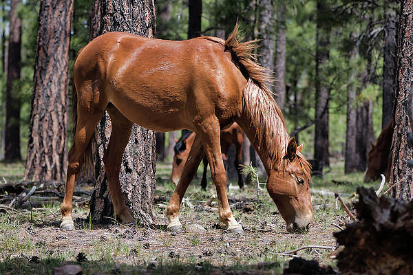 Nature Photograph - Forest Grazing by American Landscapes