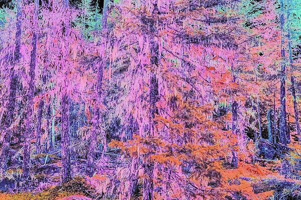 Colorful Wall Art featuring the digital art Forest In The Pacific Northwest by Bruce Block