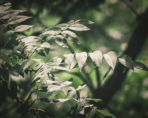 Natural Photograph - Forest Leaves by Jason Fink