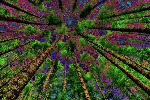 Colorful Wall Art featuring the digital art Forest  Looking Up by Bruce Block