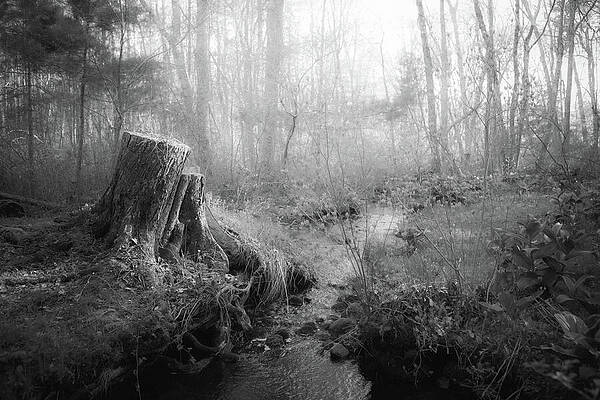 Wall Art featuring the photograph Forest Magic by Steven David Roberts