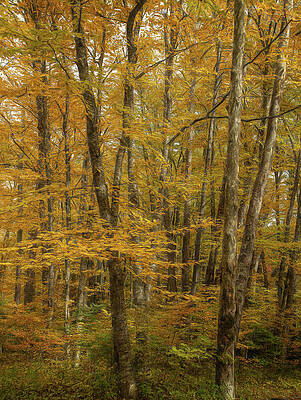 Wall Art featuring the photograph Forest Of Gold by Dodie Ross