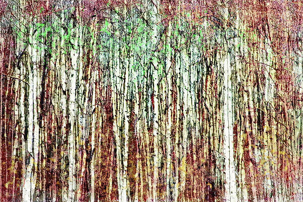  Forest of Trees by Rick Perkins