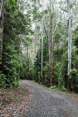 Wall Art featuring the photograph Forest Path by Nicholas Blackwell