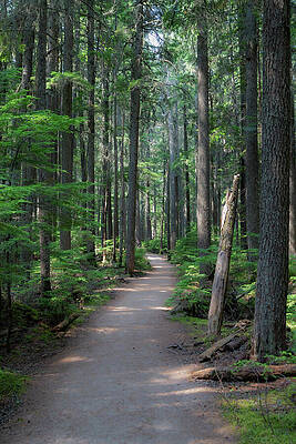 Forest Pathway Through Tall Trees Wall Art