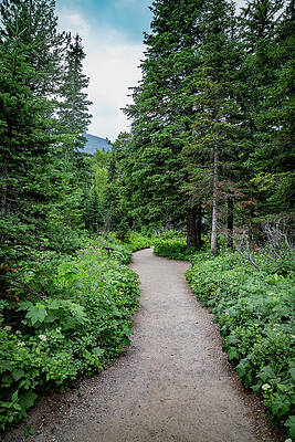 Forest Pathway Tranquility Wall Art