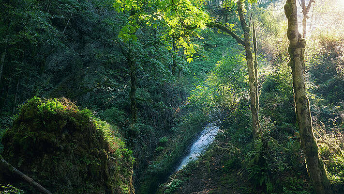 Forest Stream in Sunlit Woods Wall Art