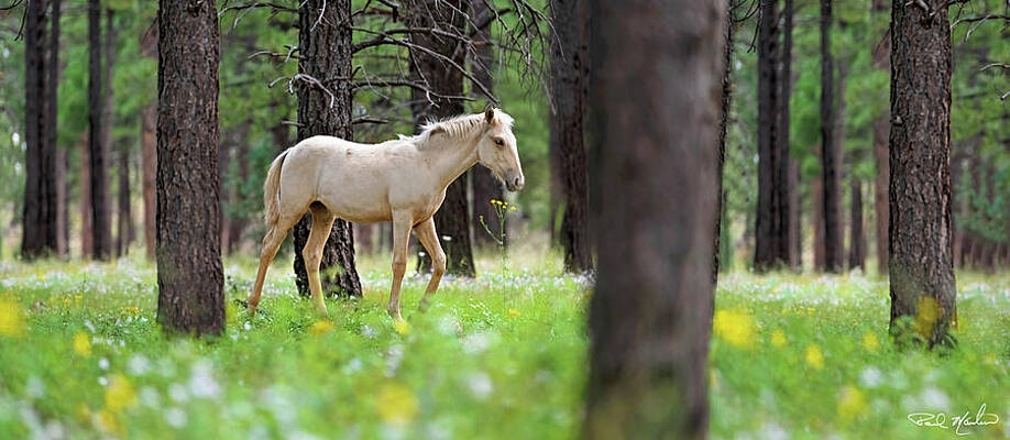 Arizona Photograph - Forest Stroll. by Paul Martin
