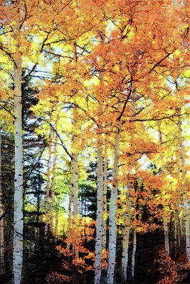 Forest Sunrise by Rick Perkins