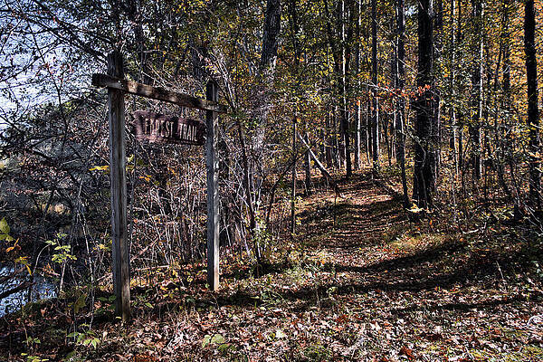Wall Art featuring the photograph Forest Trail by American Landscapes