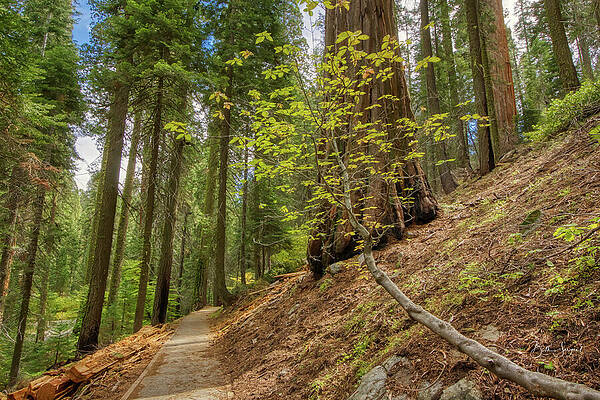 Forest Trail with Tall Trees Wall Art