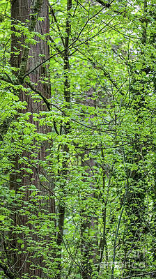 Nature Photograph - Forest Trees I by D Lee