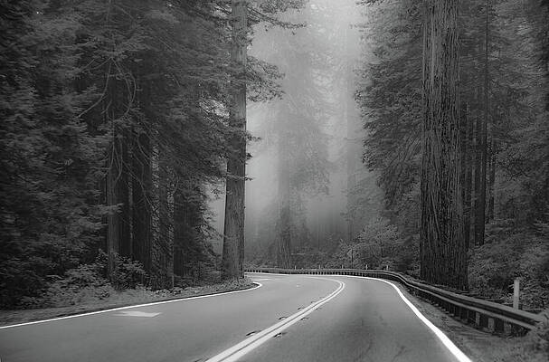 Tree Photograph - Mystical Mist On A Winding Forest Road BW by Bonnie Colgan