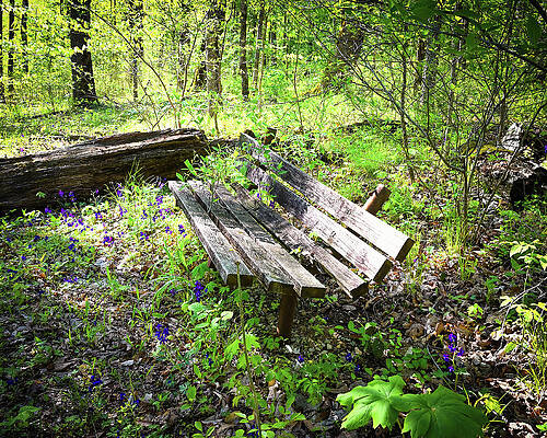 Wall Art featuring the photograph Forgotten Bench by Steven Nelson