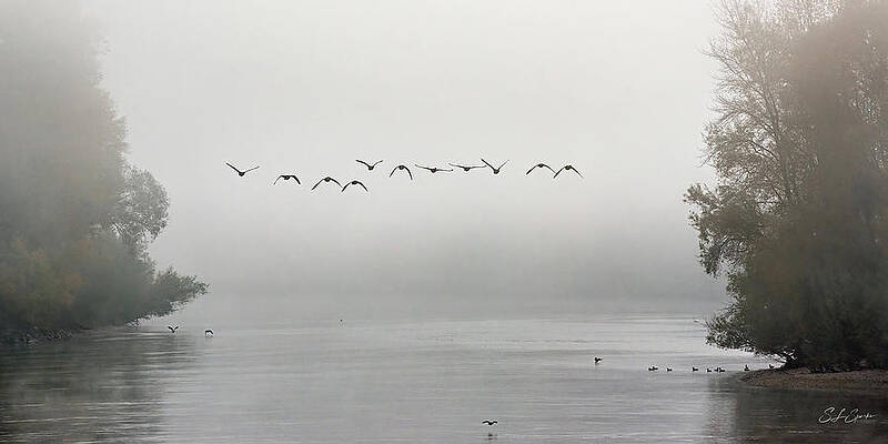 Bird Wall Art featuring the photograph Formation In The Fog Over The Danube River by Steven Sparks