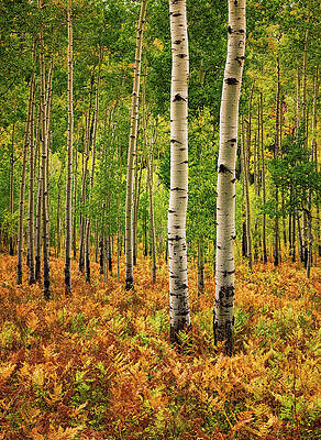 Colorful Autumn Forest Scene Wall Art