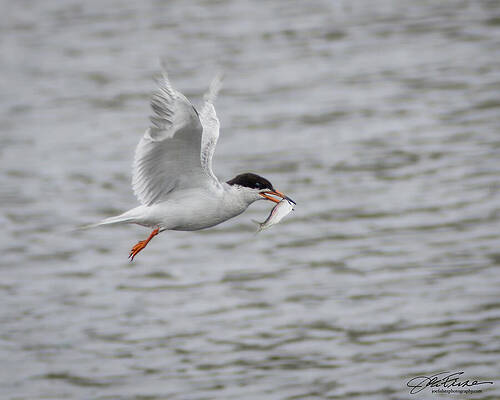 Wing Photograph - Forster's Tern With Fish by Joe Fisher
