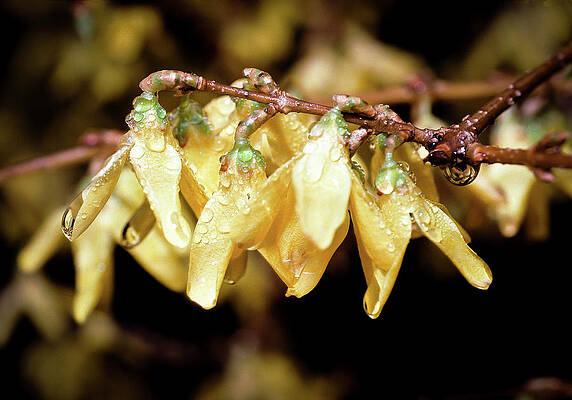 Wall Art featuring the photograph Golden Forsythia by Steven Nelson