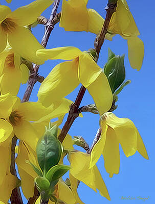 Forsythia by Barbara Siegel