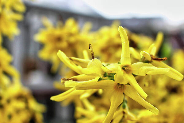 Spring Wall Art featuring the photograph Forsythia Detail - Spring 2022 by Christopher Lotito