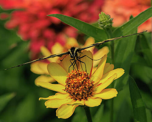 Flower Photograph - Forward Facing Flower by Tim Lyden