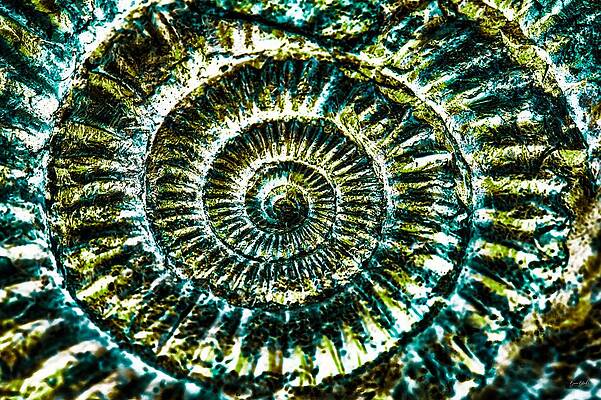 Abstract Photograph - Fossil Ammonite by Bruce Block